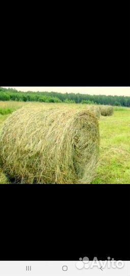 Сено
