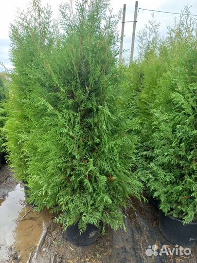 Туя смарагд