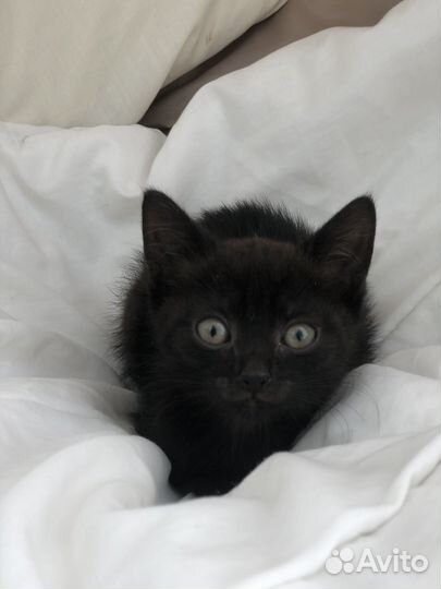 Котята в дар