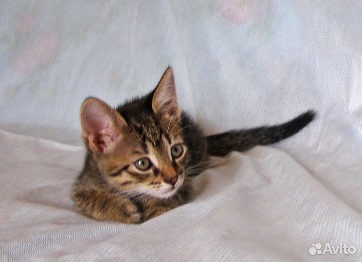 Замечательный Малыш