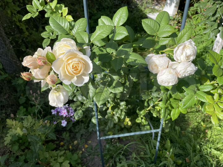 Дом 55 м² на участке 6,5 сот.