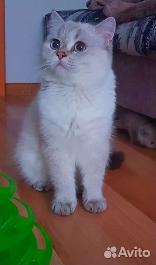 Кот на вязку