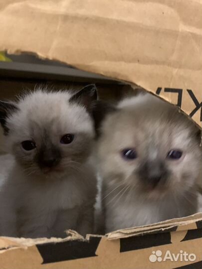 Сиамские котята