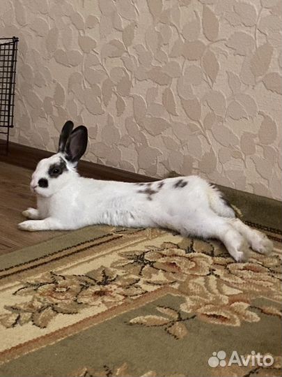 Кролик деклративный