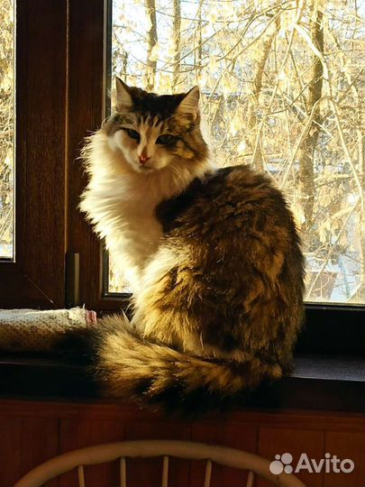 Ловкий кот Яша
