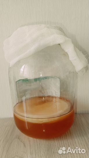 Чайный гриб комбоча