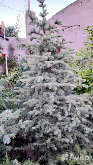 Ели Маджестик, Супер блю, Глаука, Крымские зкс