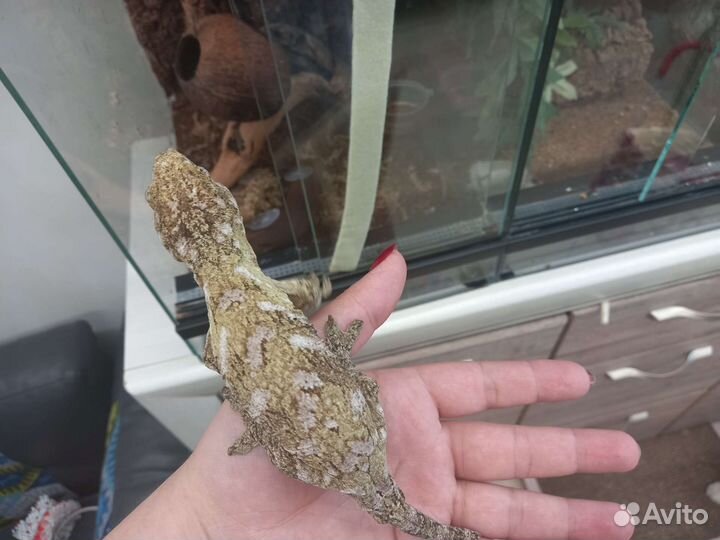 Гиганский бананоед