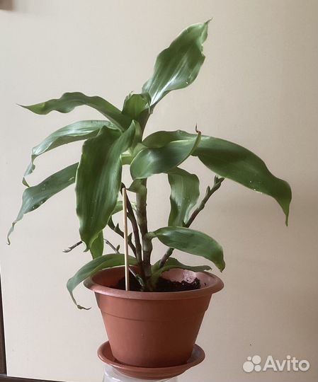 Растение Золотой ус