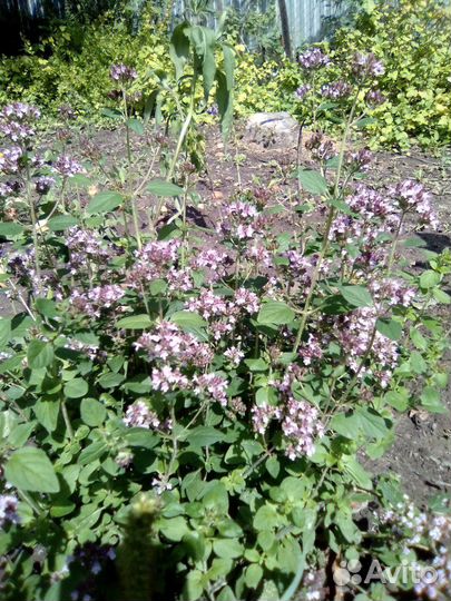 Душица садовая