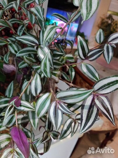 Традесканция зебрина