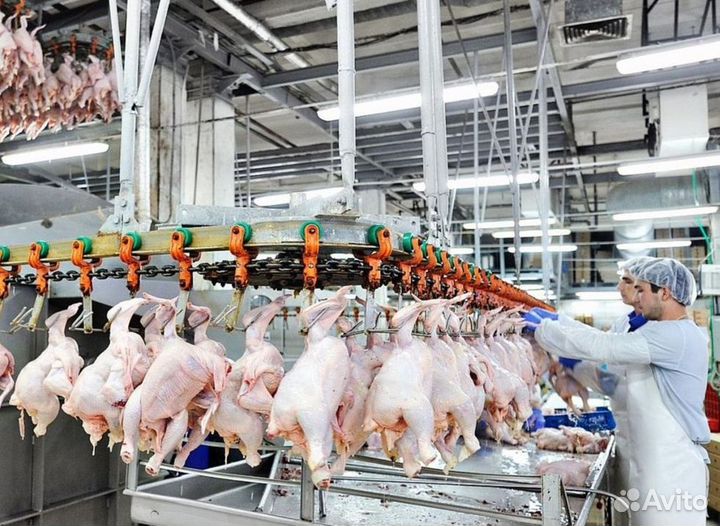 Обработчик птицы. Вахта г. Валуйки (все включено)