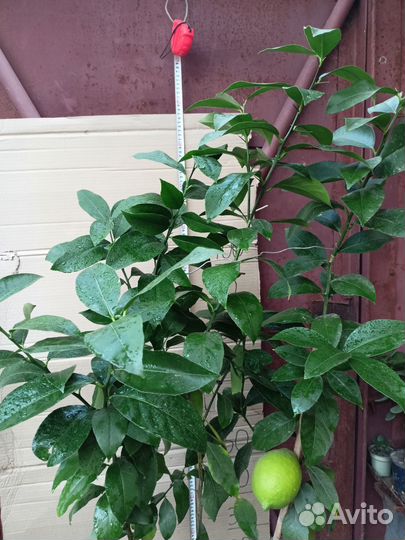 Лимон плодоносящий