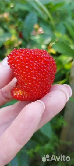 Тибетская малина саженцы