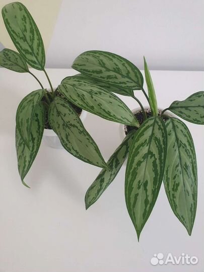 Аглаонема Сильвер Квин