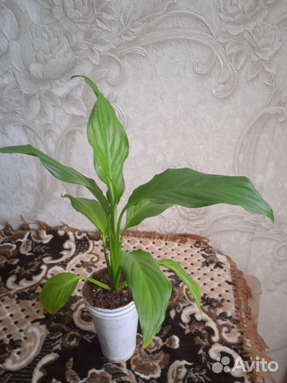 Спатифиллум