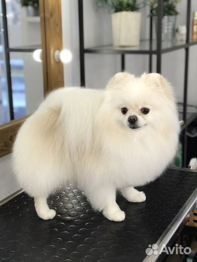 Груминг. Стрижка собак, уход за кошками