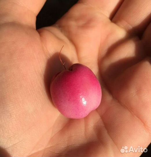 Лилли Пилли