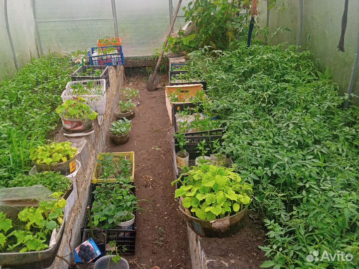 Рассада помидор,перца,капусты идругое