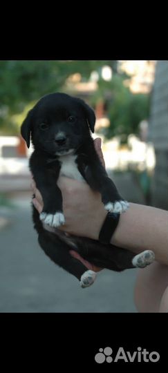 Собака в добрые руки отдам бесплатно