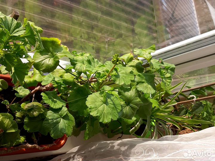 Комнатные растения