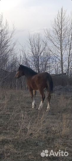 Продам лошадь