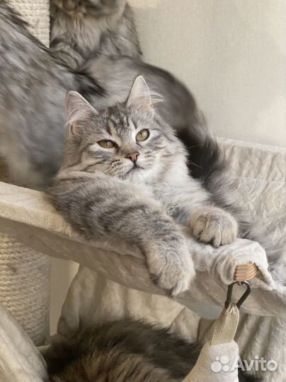 Сибирская кошечка