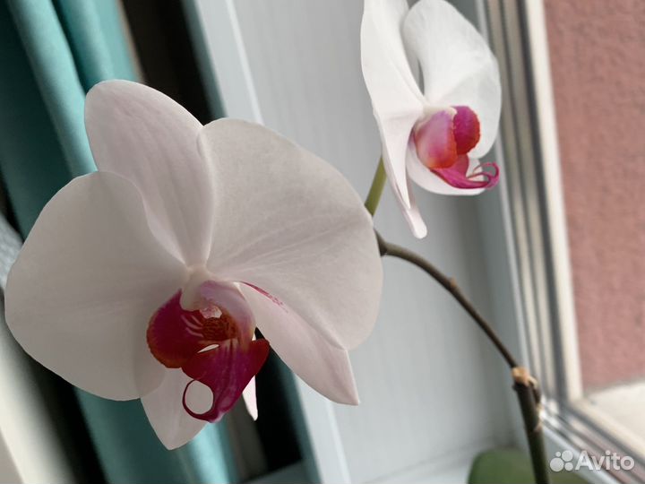 Орхидея фаленопсис белая с малиновой серединкой