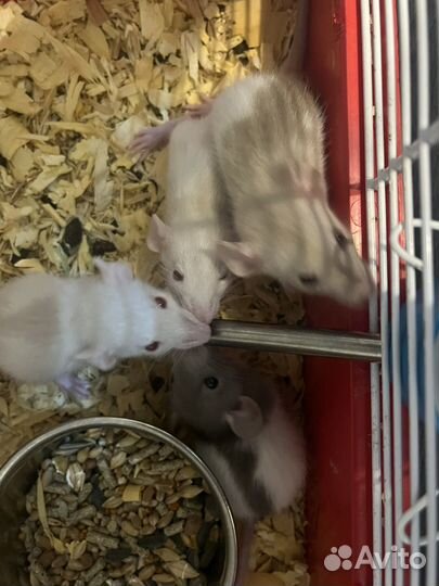 Крысята в добрые руки