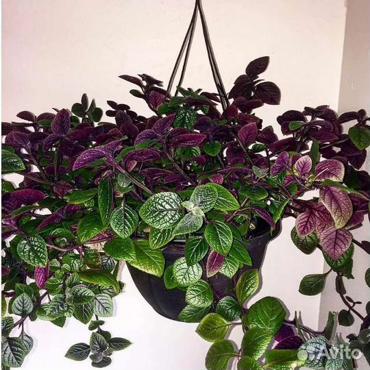 Плектрантус фиолетовый