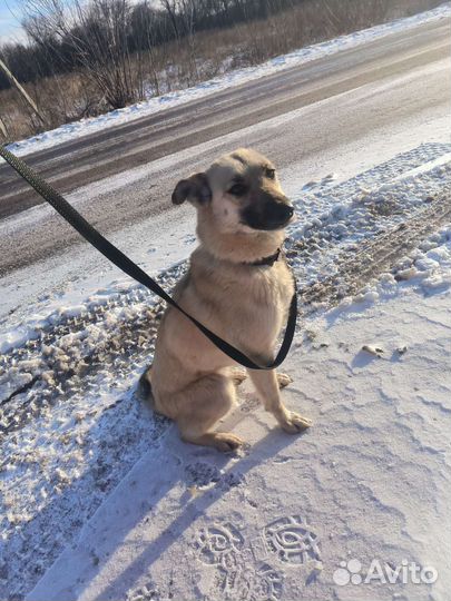 Собачка ищет дом