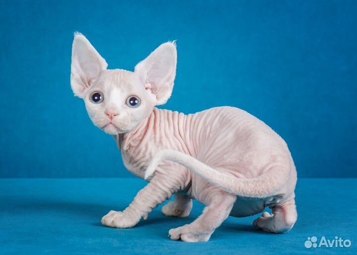 Котенок девон рекс