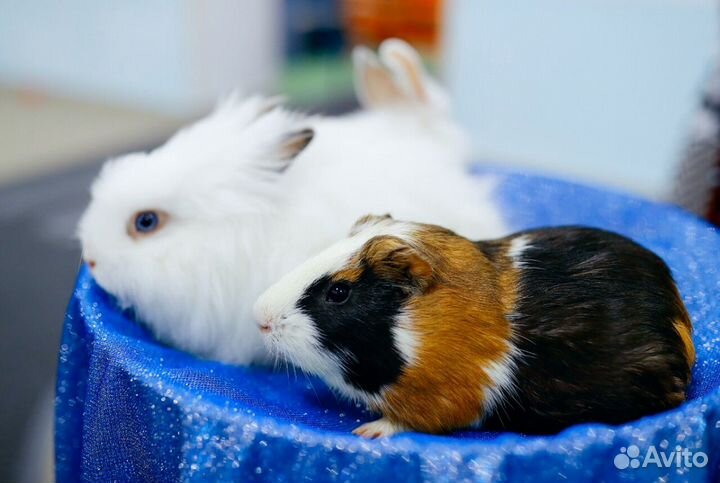 Аниматор Фокусник с животными