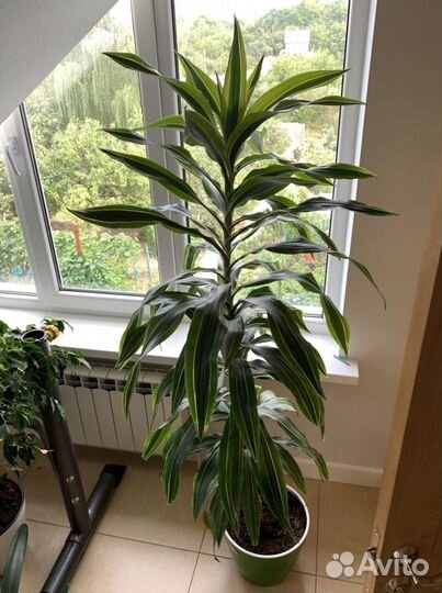 Домашние цветы