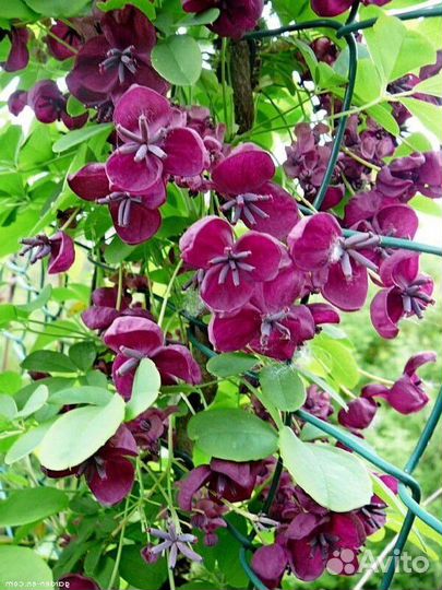 Шоколадная лиана