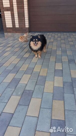 Хочу стать папой