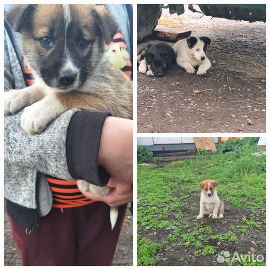 Щенки от лайки