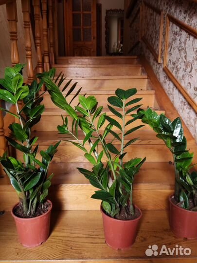 Замиокулькас