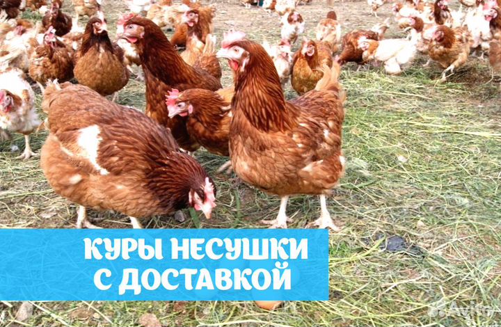 Куры несушки