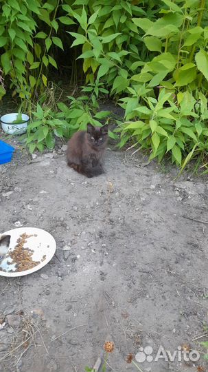 Котятки