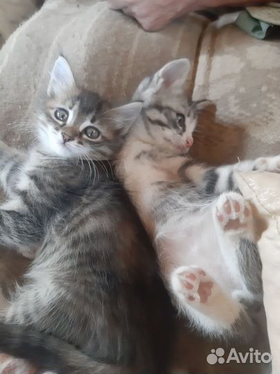 Кошки в добрые руки бесплатно