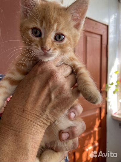 Котики