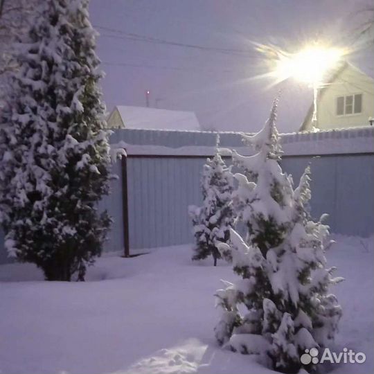 Можжевельник