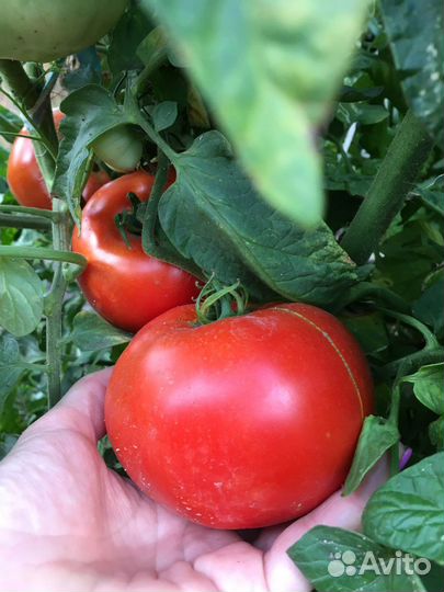 Семена рассада помидор советских розовых