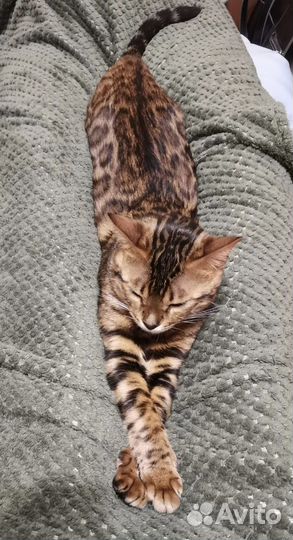 Бенгальская кошка