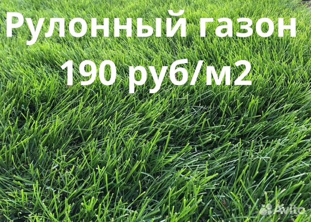 Рулонный газон