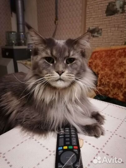Котята мейн-кун метисы