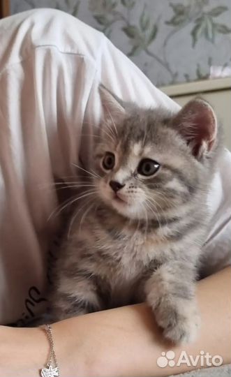 Котята британской породы