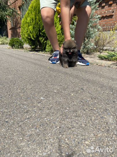 Померанский шпиц Мини