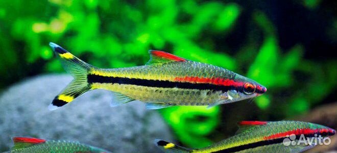 Барбус Денисони. Рыбки. Аквариум. Растения. Корм